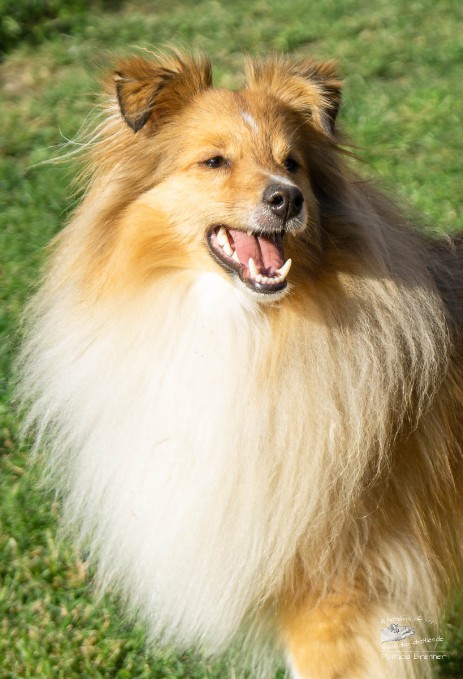 Sheltie Aiden Sheltie Aiden