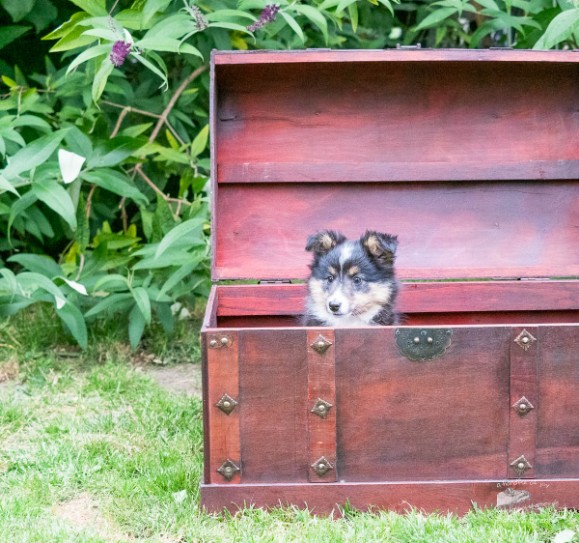 Sheltie Brianna