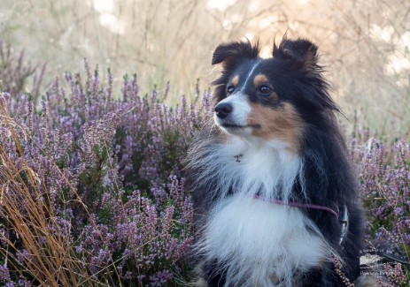 Sheltie Rachel