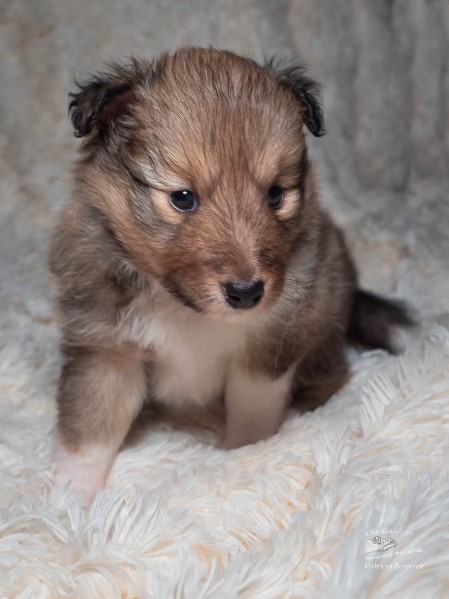 Sheltie Colin Sheltie Colin