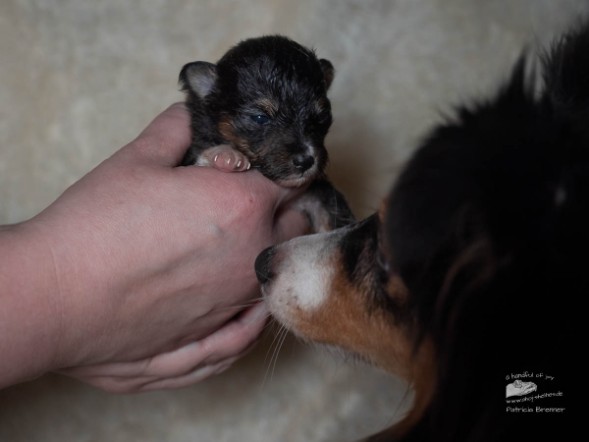 Sheltie Deaglan Sheltie Deaglan