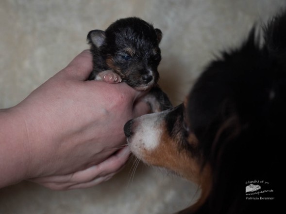 Sheltie Deaglan