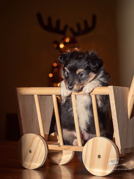 Sheltie Duncan Sheltie Duncan