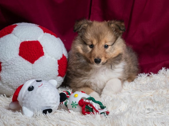 Sheltie Colin Sheltie Colin