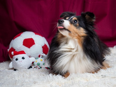 Sheltie Rachel
