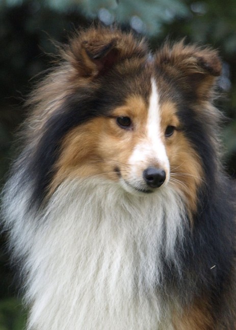 Sheltie Rachel