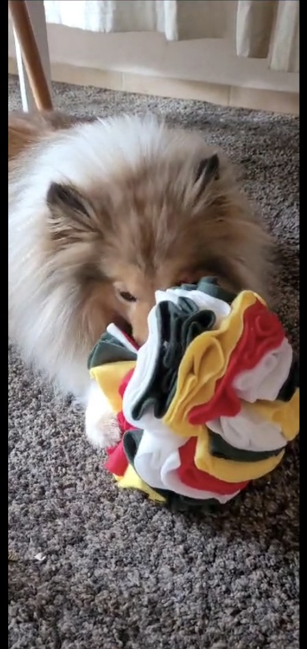 Sheltie Cailean Sheltie Cailean