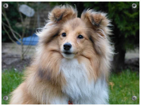 Sheltie Jamie