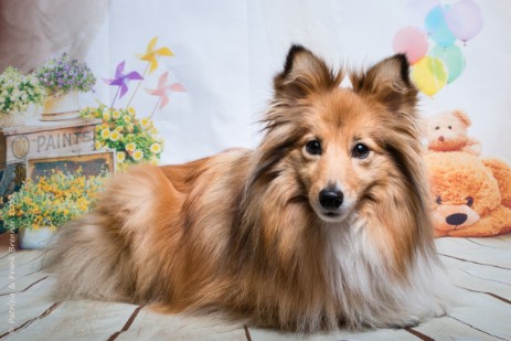 Sheltie Jamie