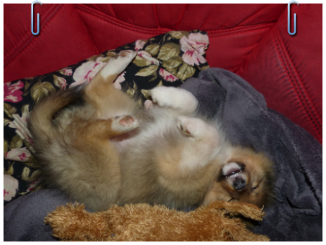 Sheltie Jayda Sheltie Jayda