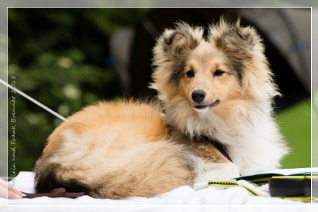 Sheltie Jayda Sheltie Jayda