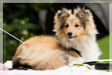 Sheltie Jayda