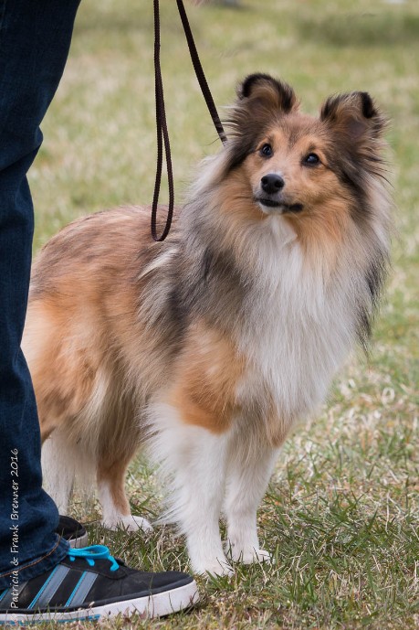 Sheltie Jayda