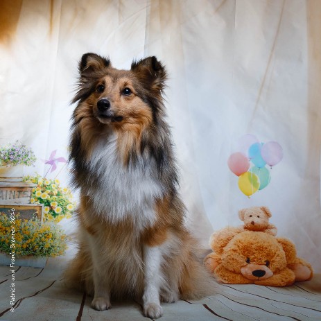 Sheltie Jayda