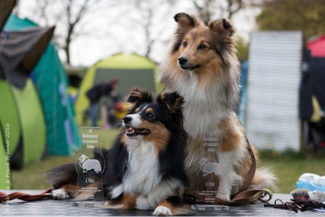 Sheltie Rachel und Jayda