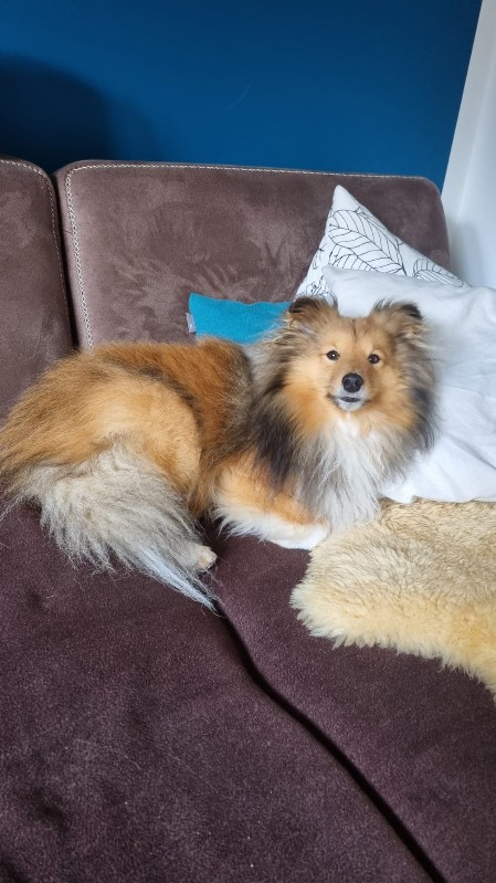 Sheltie Colin
